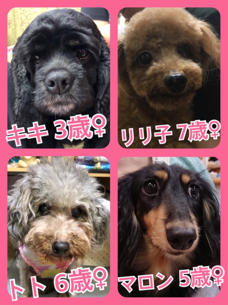 【今日の里親様募集中ワンコ🐶メンバー🐾】2018,7,14